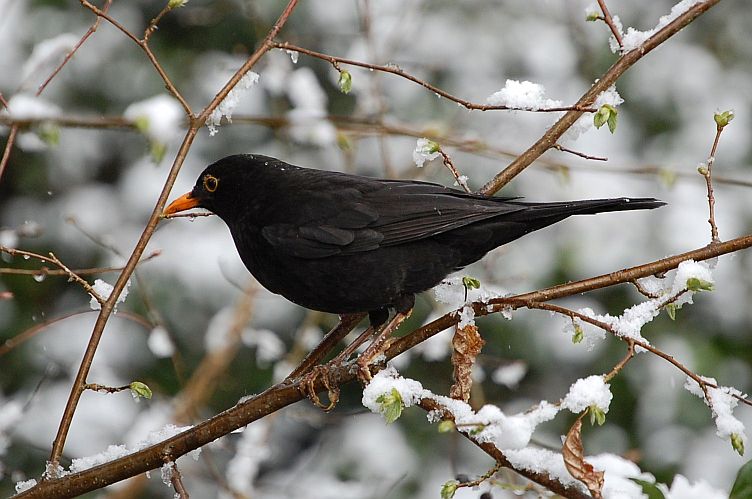 Blackbird